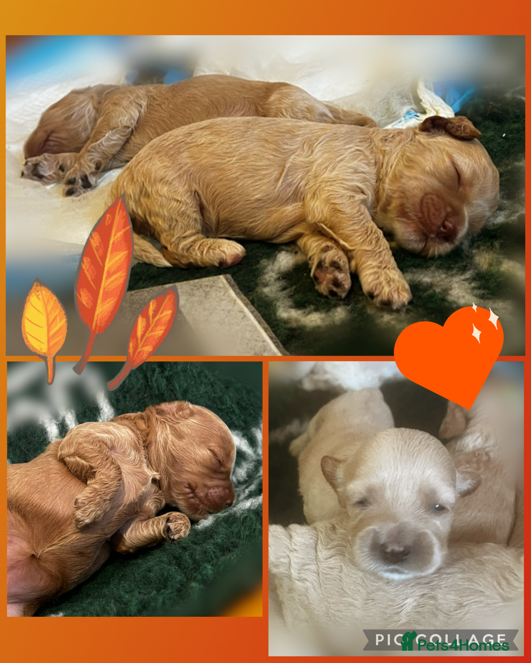 Australian Labradoodle dogs for sale: ♥️ 1 girl left ♥️ tiny tails , big hearts ♥️  - Image 29
