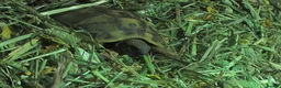 Hermann Tortoise reptiles for sale: Hermann Tortoise  - Advert 4