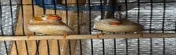 Mixed Breed birds for sale: Zebra Finches  - Advert 3