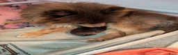 Pomeranian dogs for sale: MOCHI the chocolate pom boy in Sunderland - Advert 3