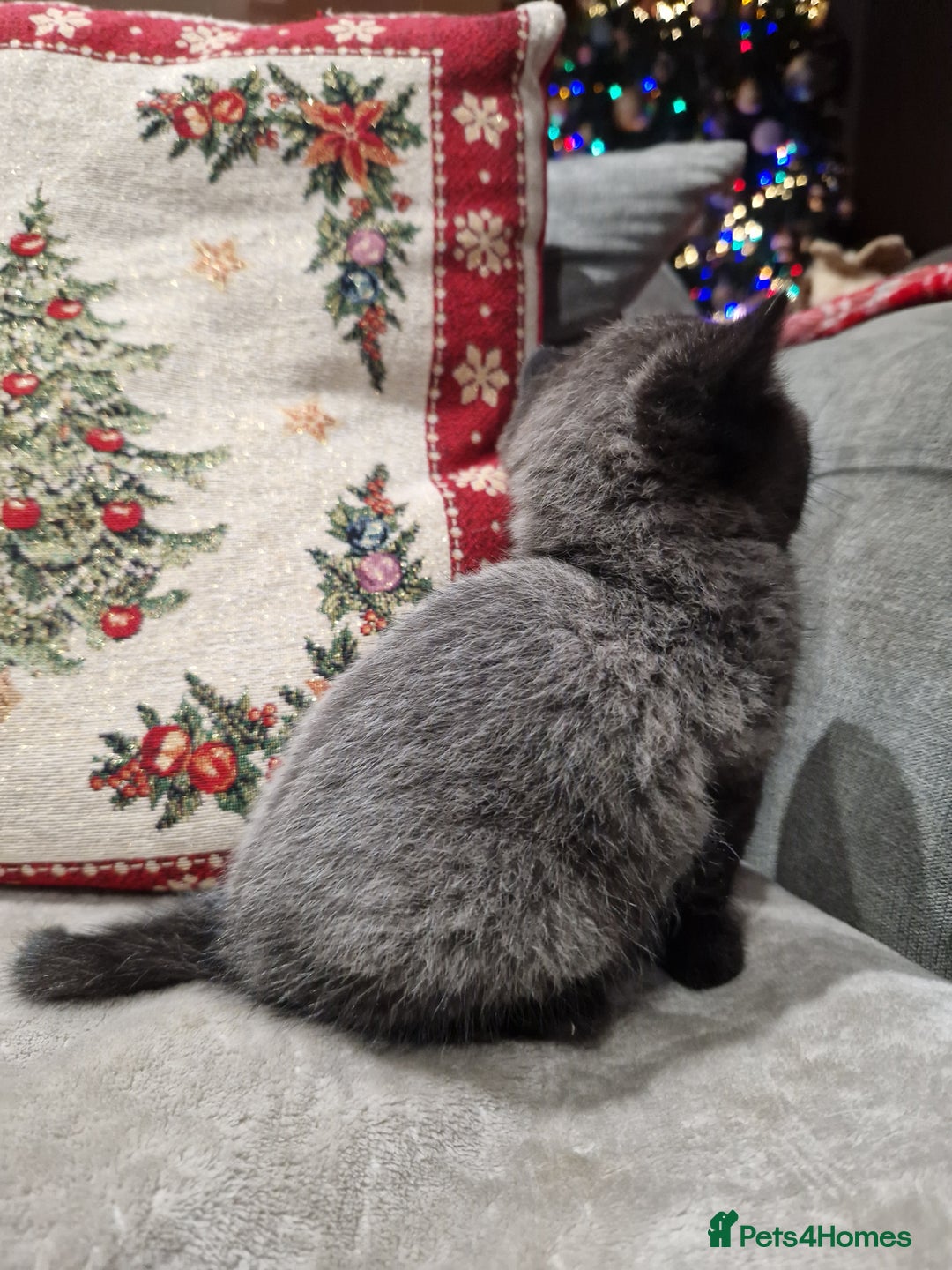 British Shorthair cats for sale: British Shorthair Kittens - Advert 13