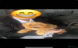 Cockapoo dogs for sale: Coockpoo - Image 9
