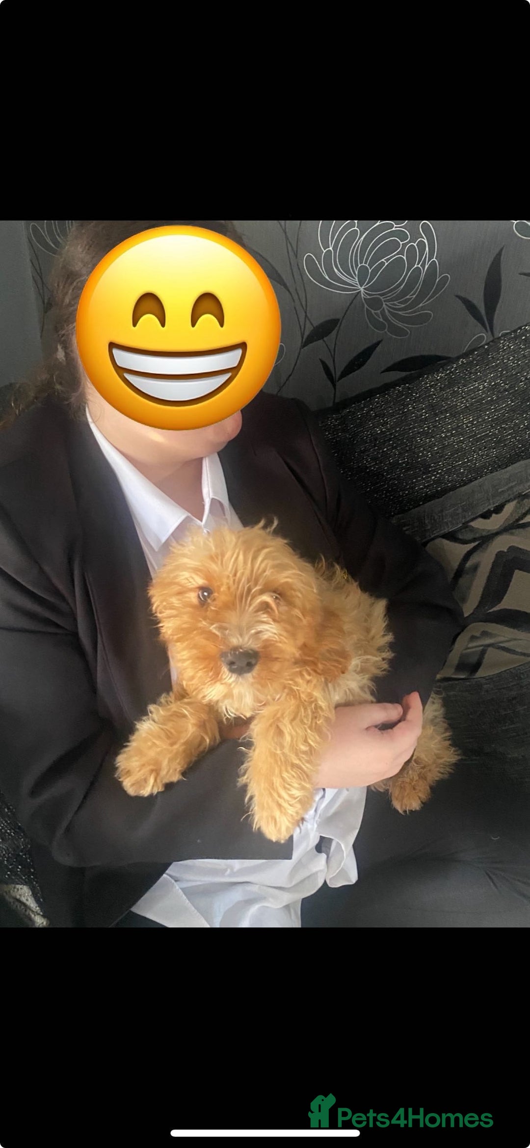 Cockapoo dogs for sale: Coockpoo - Image 9