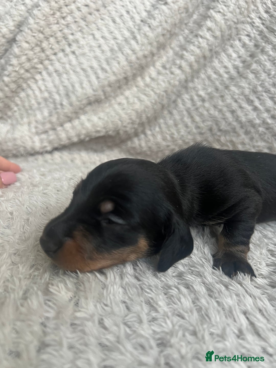 Dachshund dogs for sale: Beautiful daschund’s for sale  - Advert 18