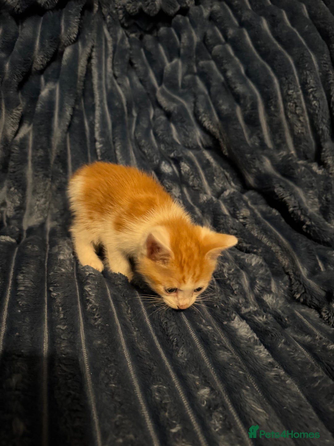 Domestic Shorthair cats for sale: Beautiful kittens - Image 5