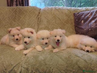 German Shepherd dogs White long coat straight back German Shepherd pups - Advert 14