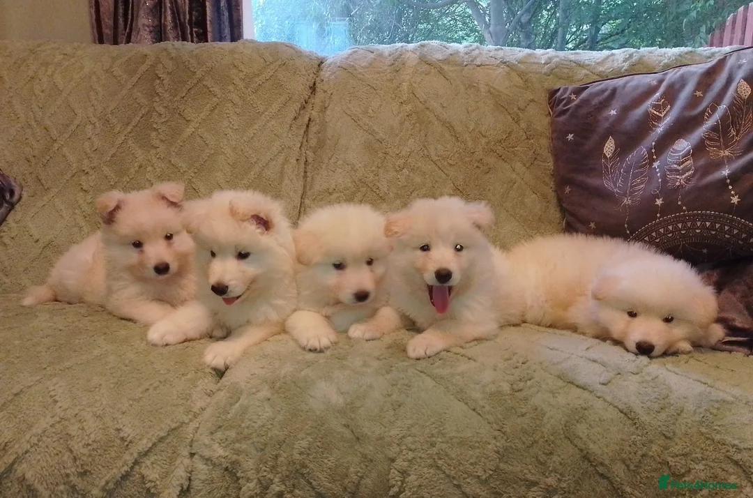 German Shepherd dogs for sale: White long coat straight back German Shepherd pups - Advert 1