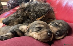 Dachshund dogs for sale: Gorgeous Wirehair Dachsund Pups - Image 7