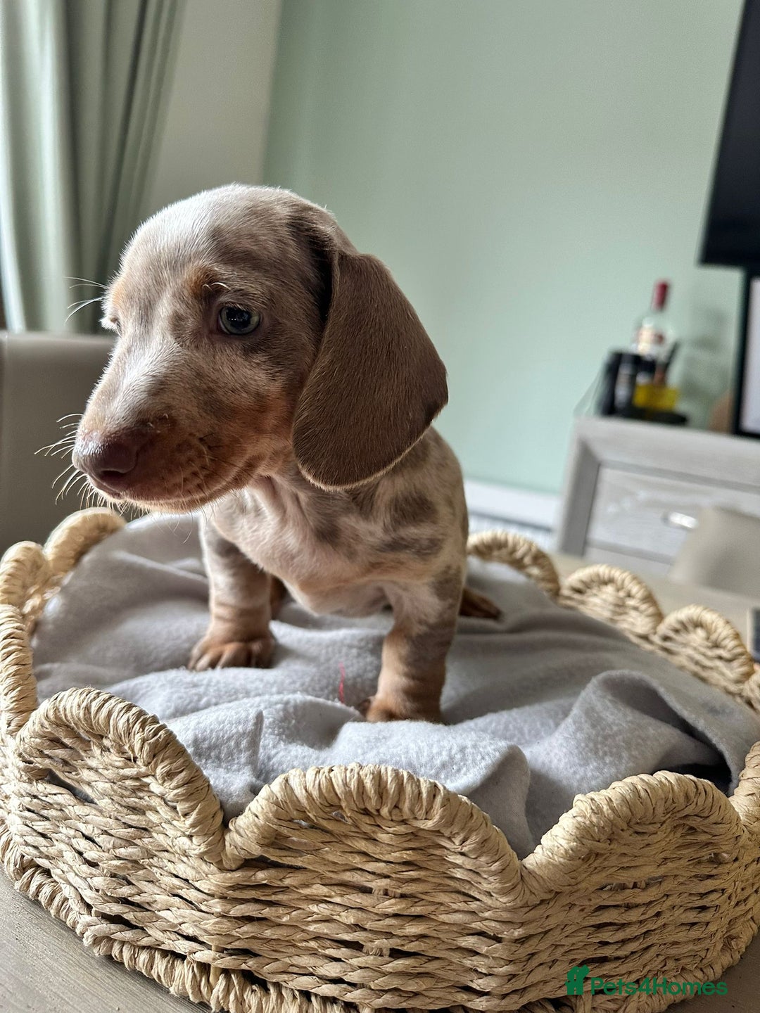 Miniature Dachshund dogs for sale: Miniature Dachshund Puppies  - Image 8