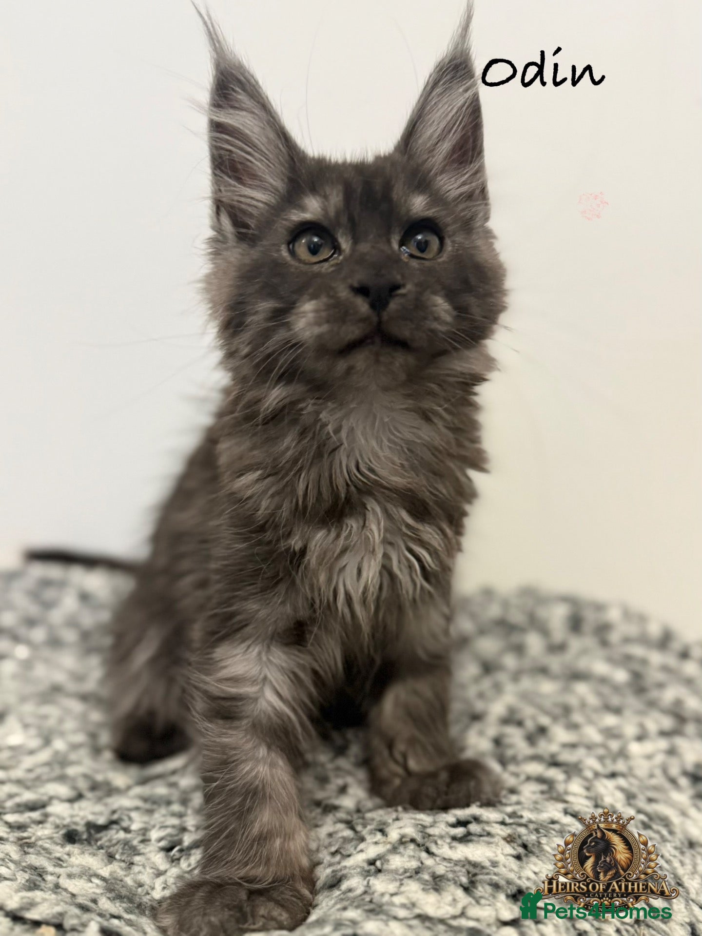 Maine Coon cats 🐾 Maine Coon Kittens TICA Registered 🐾 - Advert 1