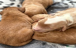 Cockapoo dogs for sale: Beautiful miniature cockapoo pups  - Image 3