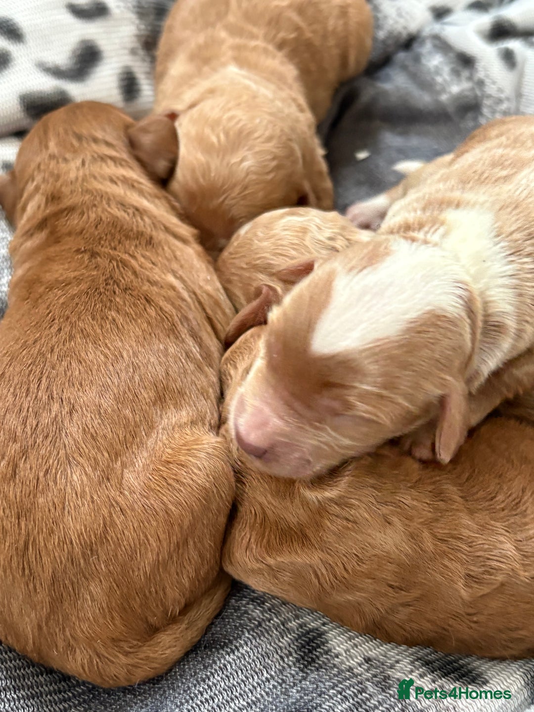 Cockapoo dogs for sale: Beautiful miniature cockapoo pups  - Image 3