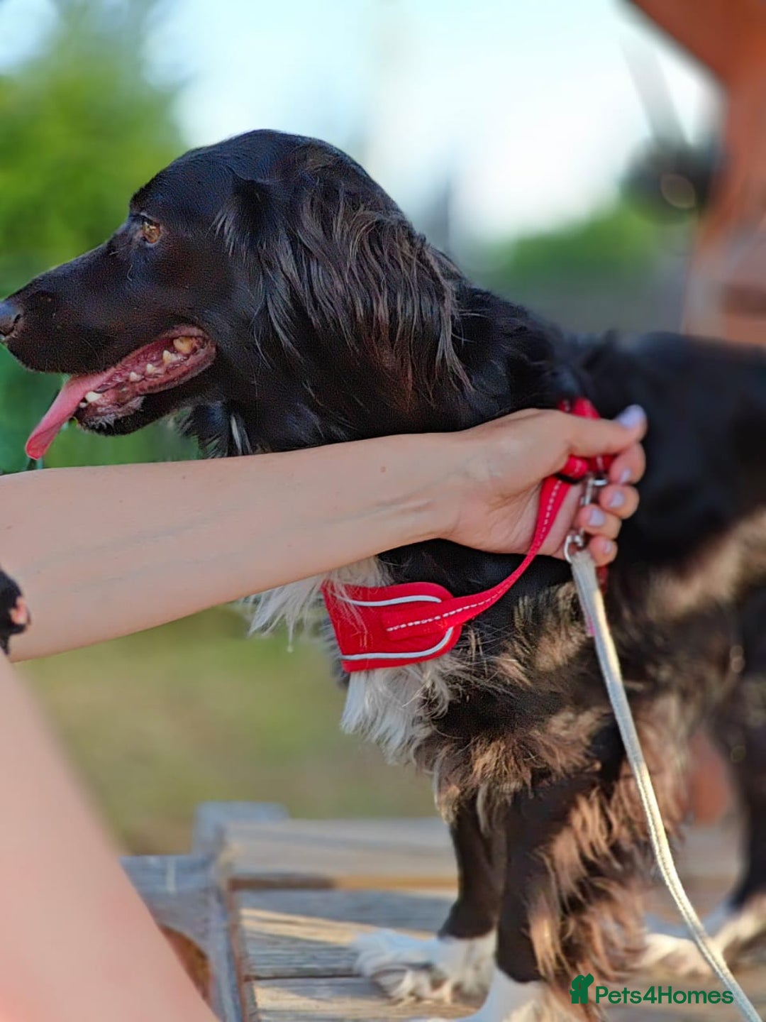 Cocker Spaniel dogs for adoption: 💖🐶 MIKA 🐶💖 - Image 10