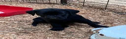 Labrador Retriever dogs for sale: KC Registered Black & Yellow Labrador Puppies - Advert 32