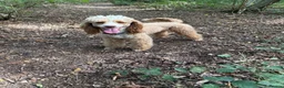 Miniature Poodle dogs for stud: 🐾 HUGO — KC REGISTERED MINIATURE POODLE STUD DOG in Stevenage - Advert 5