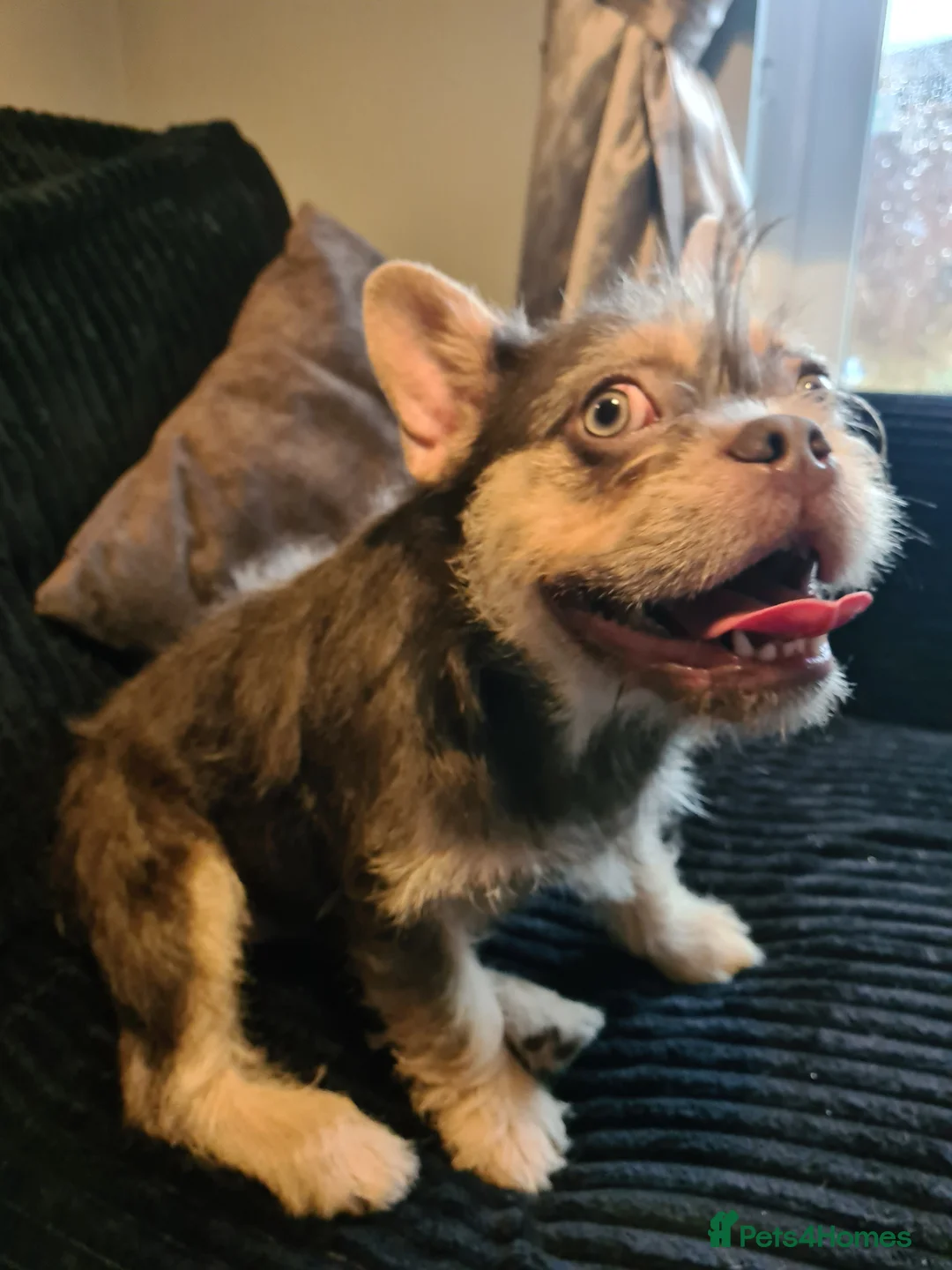 French Bulldog dogs for sale: Furnished french bulldog puppies  - Advert 12