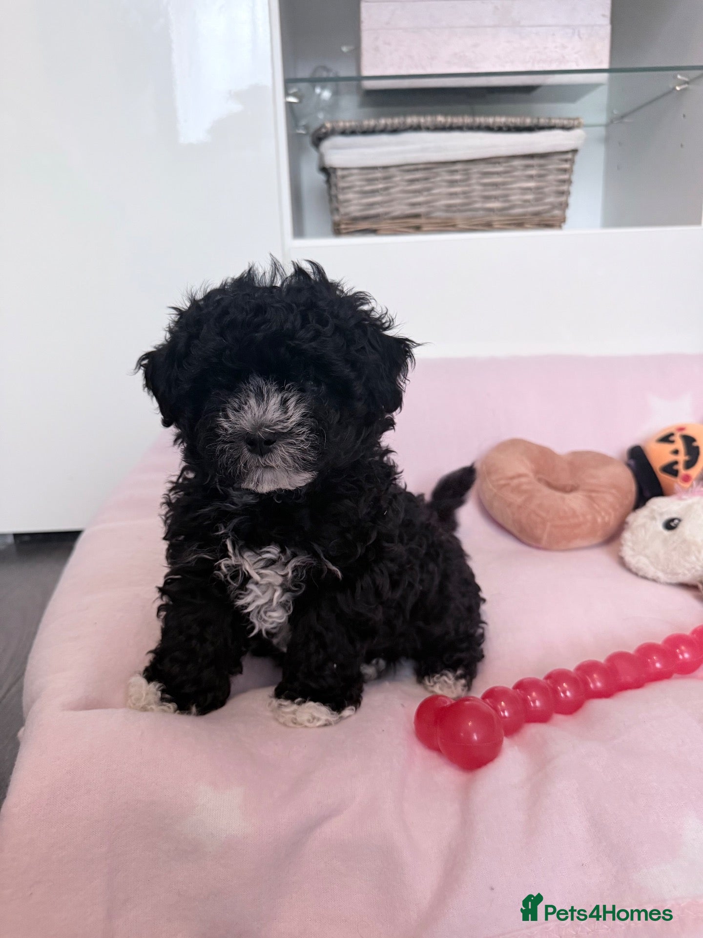 Maltipoo dogs Gorgeous Maltipoo Boy 💖💖💖 - Advert 7