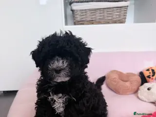 Maltipoo dogs Gorgeous Maltipoo Boy 💖💖💖 - Advert 1