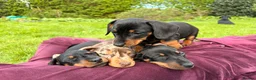 Miniature Dachshund dogs for sale: Baby Girl Mabel - Miniature Dachshund  - Advert 14