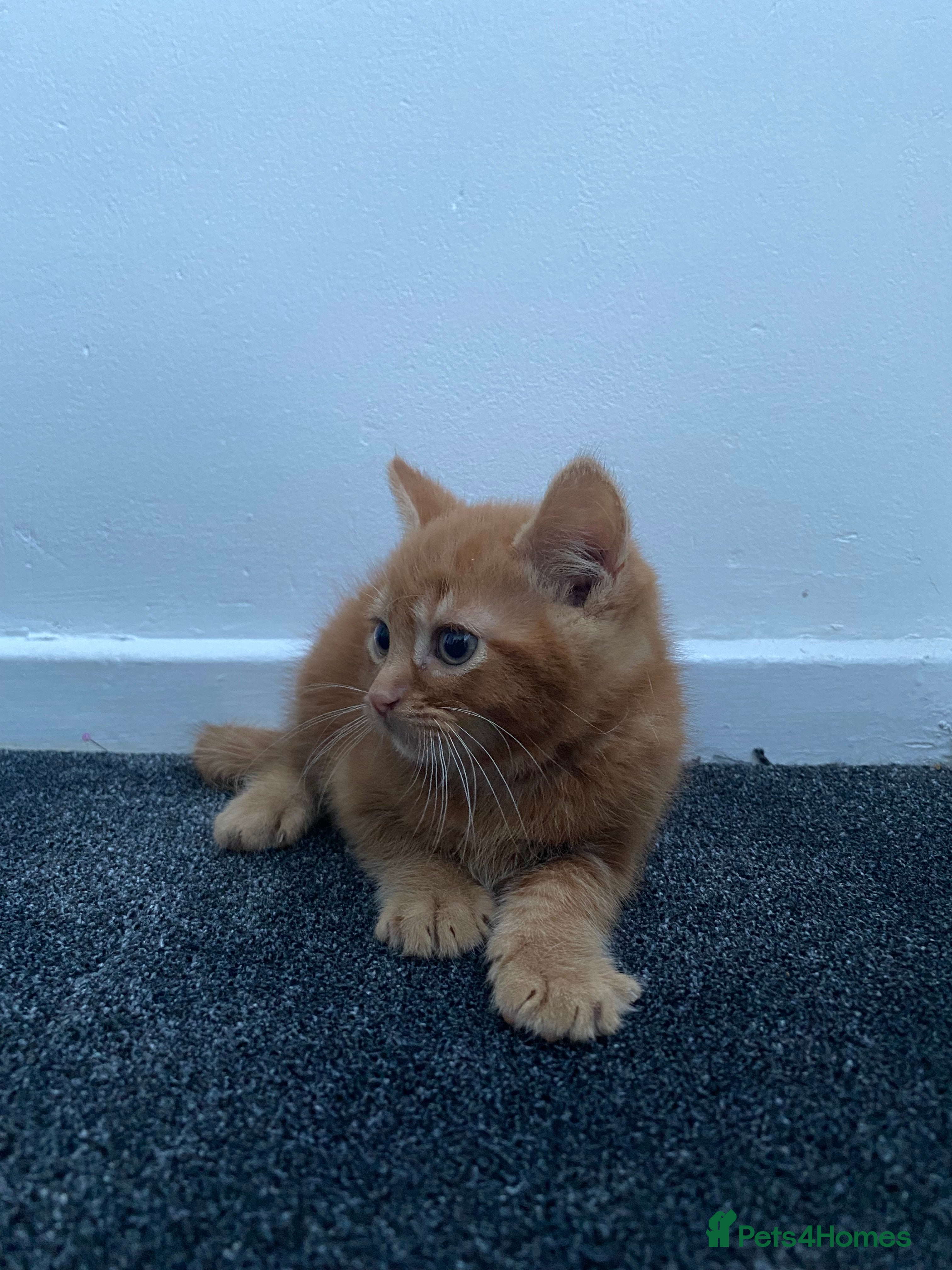 Mixed Breed cats Fluffy ginger kitten awaiting forever home🏡 - Advert 2