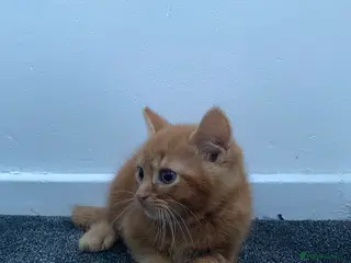Mixed Breed cats Fluffy ginger kitten awaiting forever home🏡 - Advert 2