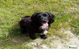 Cocker Spaniel dogs for sale: Our lovely Cocker has had her puppies - Image 10