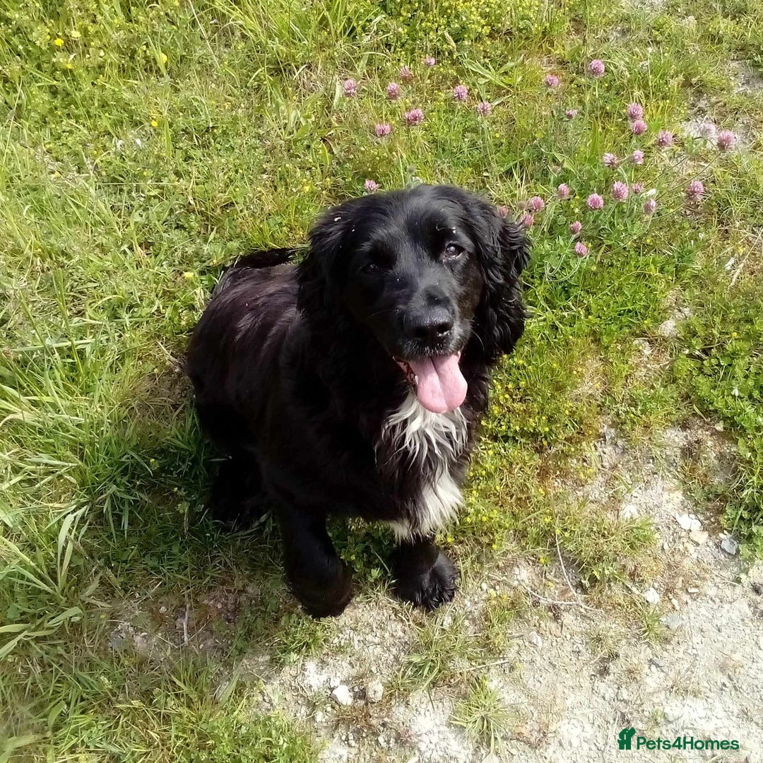 Cocker Spaniel dogs for sale: Our lovely Cocker has had her puppies - Image 10