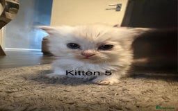 Persian cats for sale: X Persian kittens  - Image 11