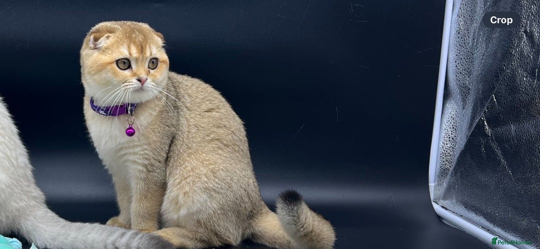 Scottish Fold cats for sale: Beautiful TICA Registered Scottish Girl Kittens - Advert 4