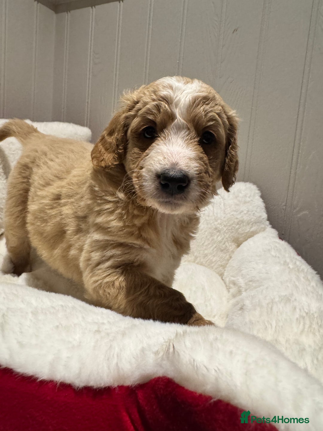 Mixed Breed dogs for sale: Golden Bernedoodles 🐶 - Advert 9