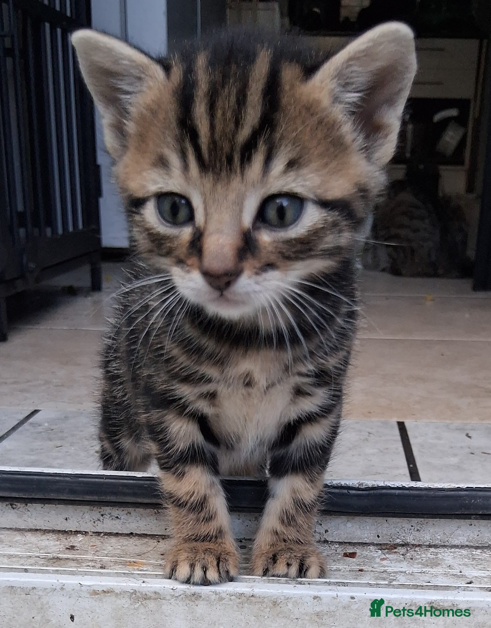Mixed Breed cats 1 male kitten £30  - Advert 1
