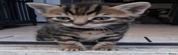 Mixed Breed cats for sale: 1 male kitten £30  - Advert 1