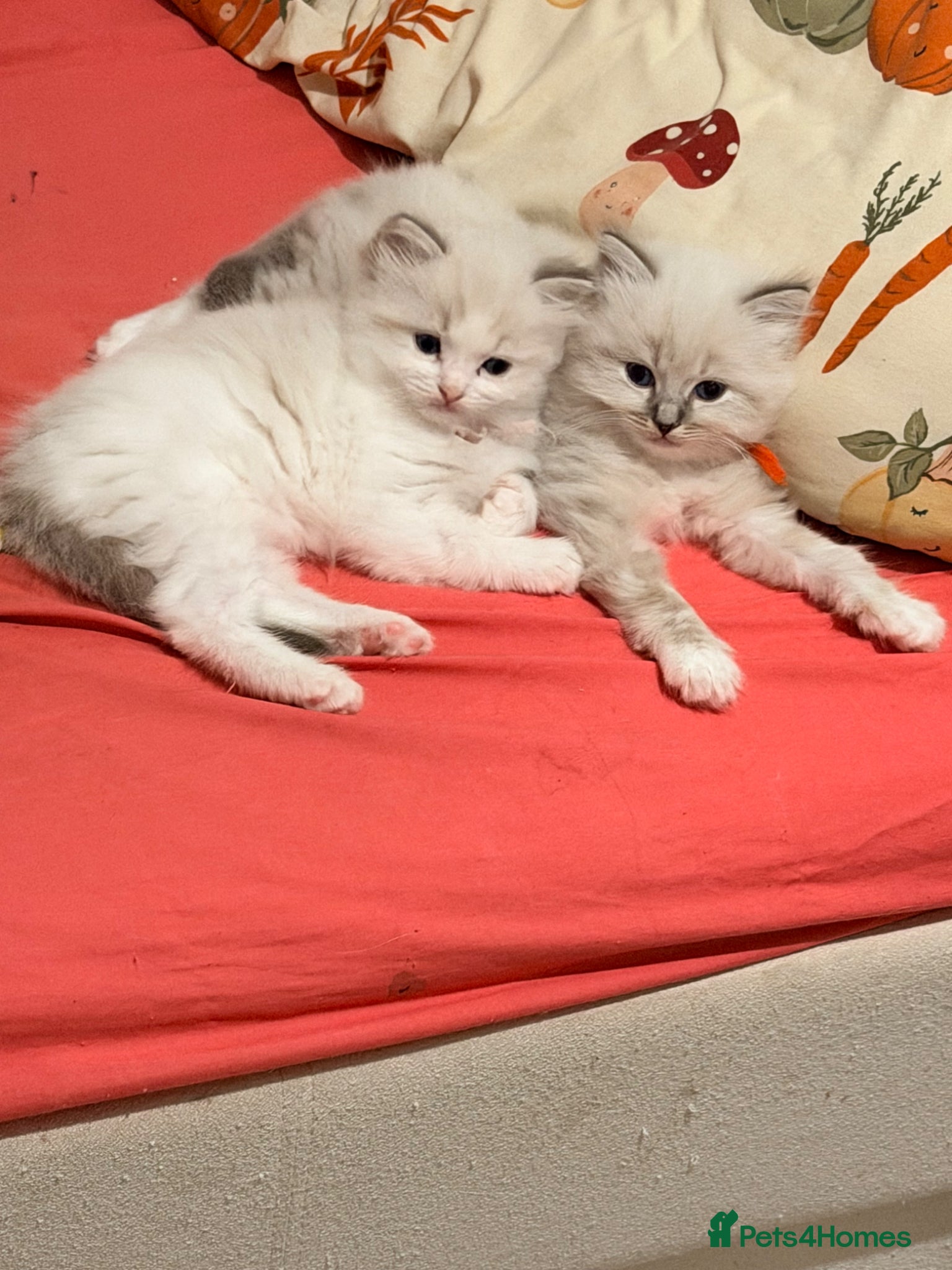 Ragdoll cats Huge ragdoll kittens looking for a  home  - Advert 11