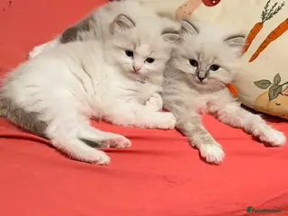 Ragdoll cats Huge ragdoll kittens looking for a home - Advert 11