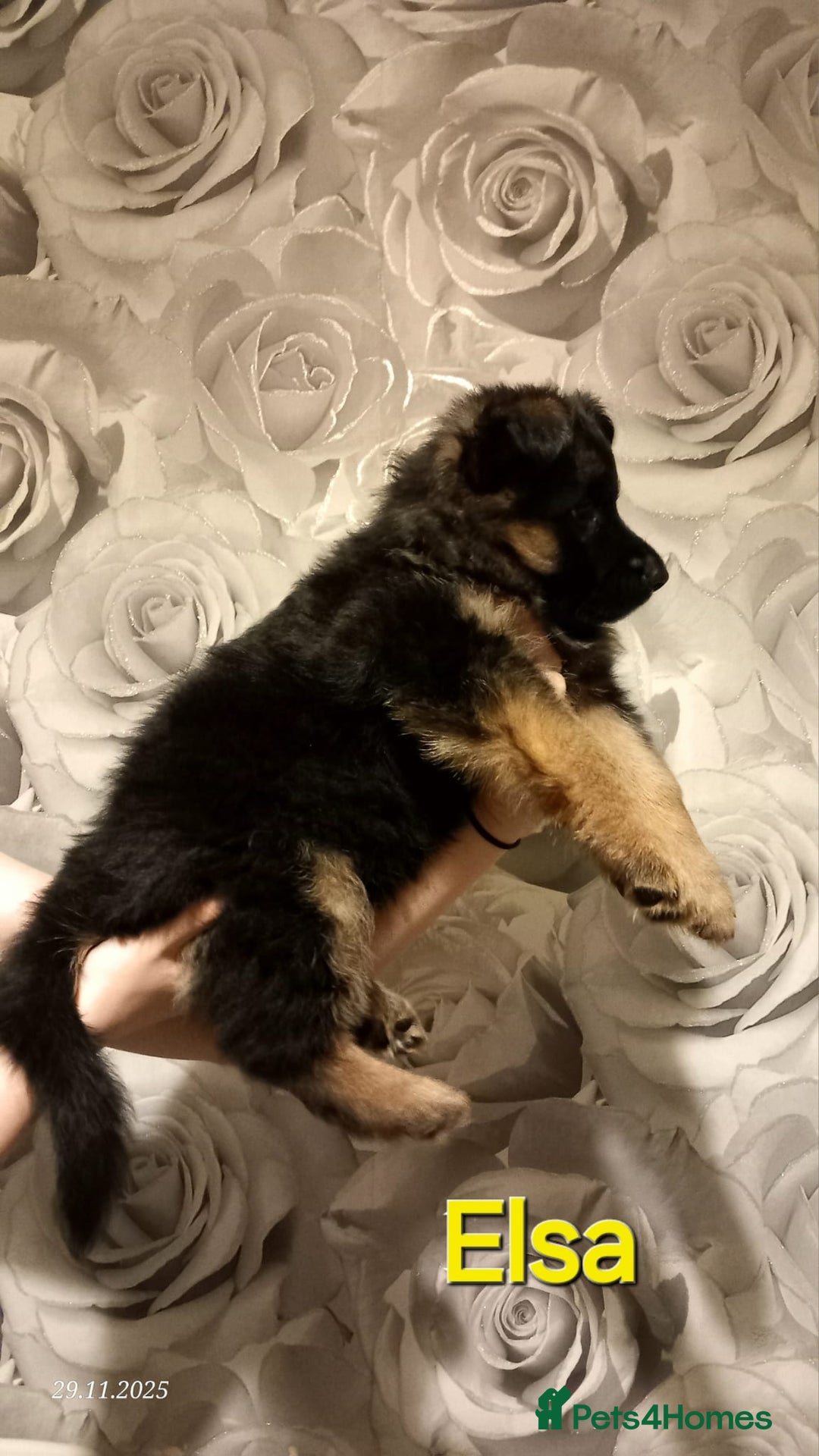 German Shepherd dogs for sale: Excellent Long-Haired German Shepherd Puppies-KC - Advert 9