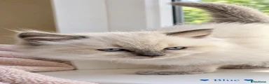 Ragdoll 5