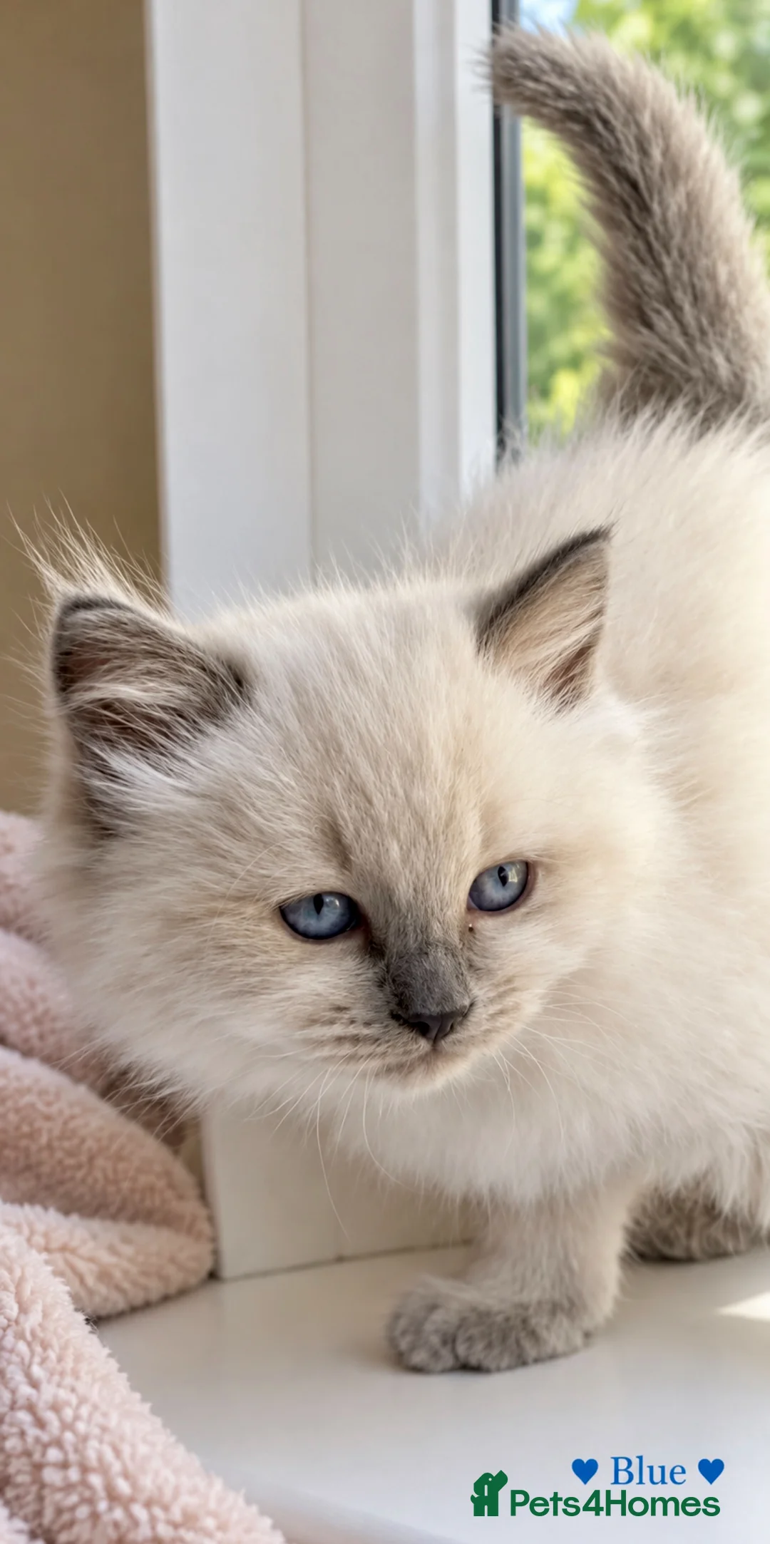 Ragdoll cats for sale: Beautiful Ragdoll Kittens – 4 Boys & 1 Girl 🩵🩷 in Aldershot - Advert 2
