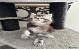 Maine Coon cats for sale: Stunning poly/non poly Maine coin kittens - Image 9
