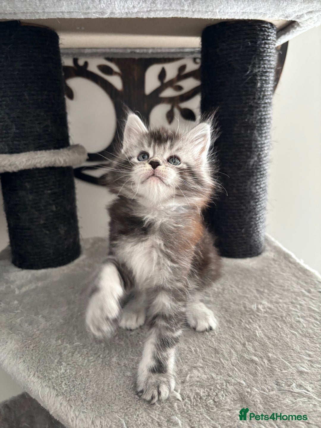 Maine Coon cats for sale: Stunning poly/non poly Maine coin kittens - Image 9