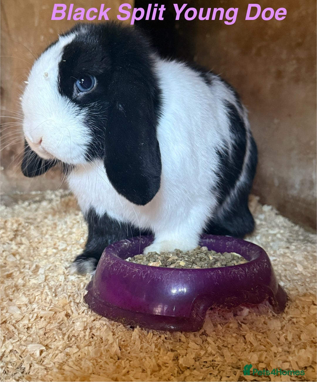 Mini Lop rabbits for sale: Mini Lops Bunnies. READ DESCRIPTION - Updated 22/7 in Chard - Image 26