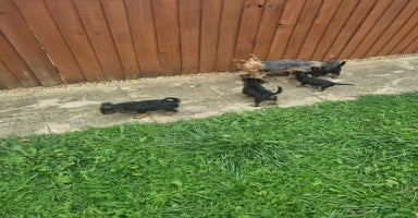 Yorkshire Terrier dogs - Advert 2