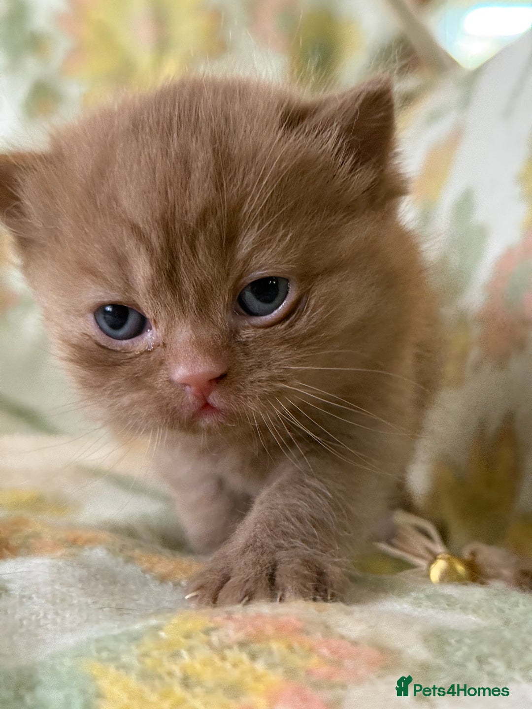 British Shorthair cats for sale: Beautiful GCCF and TICA reg British Shorthair  - Advert 13