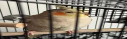 Cockatiels birds for sale: 5 cockatiels (price can be negotiated)  in Harrow - Advert 2