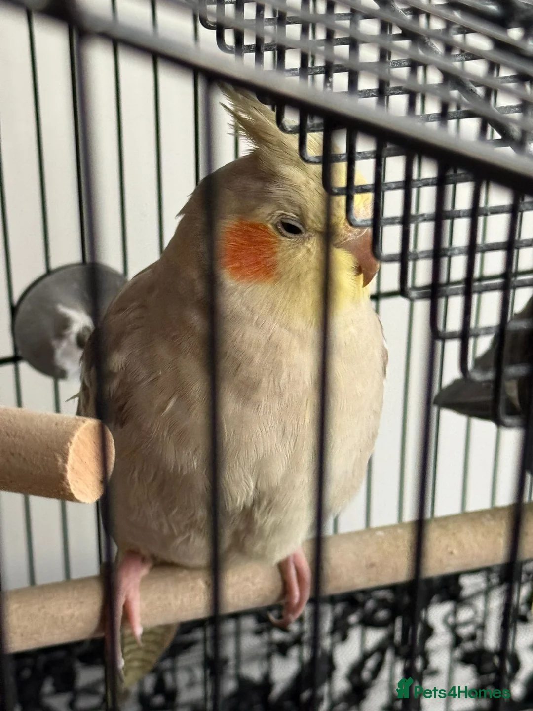 Cockatiels birds for sale: 5 cockatiels (price can be negotiated)  in Harrow - Advert 2