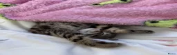 Mixed Breed cats for sale: 2 gorgeous tabby kittens - Advert 5