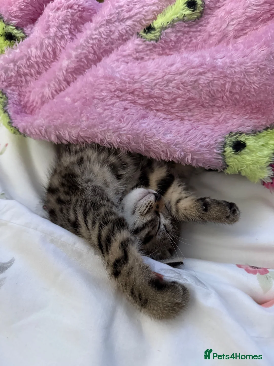 Mixed Breed cats for sale: 2 gorgeous tabby kittens - Advert 5