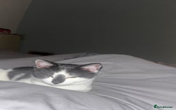 Brazilian Shorthair cats for sale: Needing a new home - Advert 3