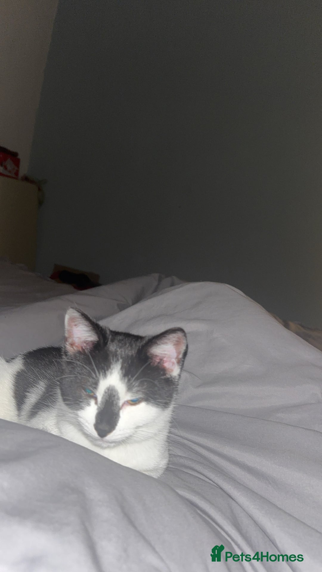 Brazilian Shorthair cats for sale: Needing a new home - Advert 3