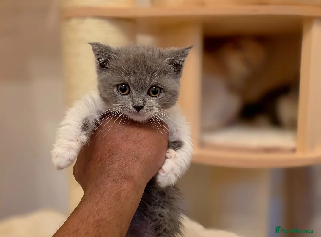 British Shorthair cats for sale: 10 Week old GCCF REG BSH KITTENS  - Advert 2