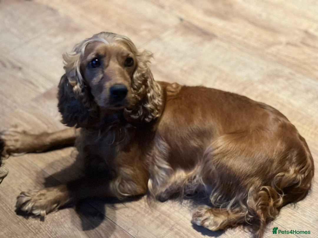 Mixed Breed dogs for sale: Beautiful litter of 6 cockalier pups - Image 2
